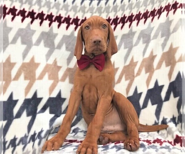Medium Photo #2 Vizsla Puppy For Sale in LANCASTER, PA, USA