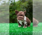 Small #3 French Bulldog
