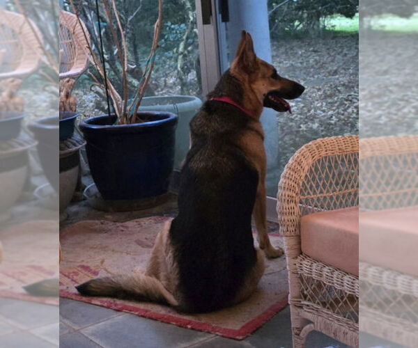 Medium Photo #2 German Shepherd Dog Puppy For Sale in Winston Salem, NC, USA