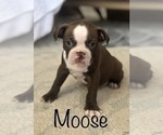 Small Photo #4 Boston Terrier Puppy For Sale in DICKINSON, TX, USA