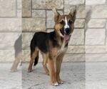 Small Australian Shepherd-German Shepherd Dog Mix