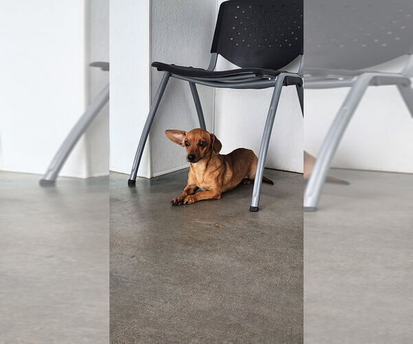 Medium Photo #4 Chiweenie Puppy For Sale in Oak Bluffs, MA, USA