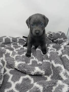Medium Photo #1 Labrador Retriever Puppy For Sale in CENTRAL CITY, PA, USA