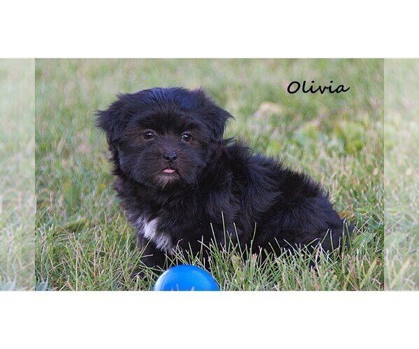Medium Photo #6 Havanese Puppy For Sale in CLARE, MI, USA