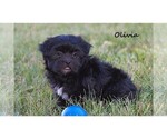 Small #5 Havanese