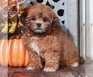 ShihPoo Puppy for sale in MOUNT VERNON, OH, USA