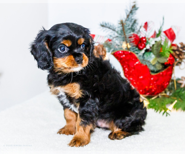 Medium Photo #16 Cavalier King Charles Spaniel Puppy For Sale in WAKARUSA, IN, USA