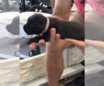 Small Photo #49 Cane Corso Puppy For Sale in REEVESVILLE, SC, USA