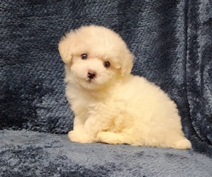 Poodle (Toy) Puppy for sale in HAYNESVILLE, LA, USA