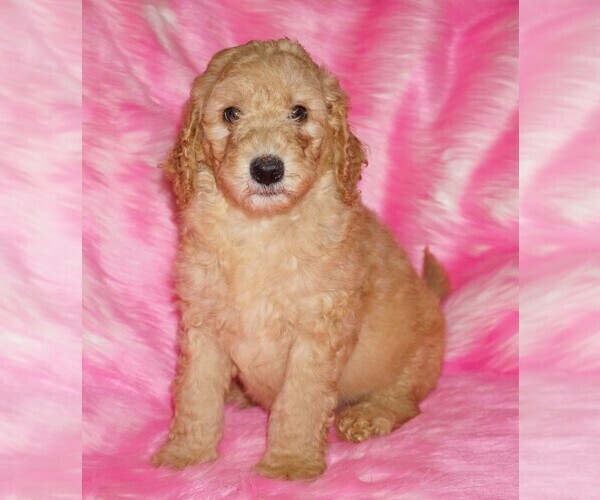 Medium Photo #2 Labradoodle Puppy For Sale in LA HABRA, CA, USA