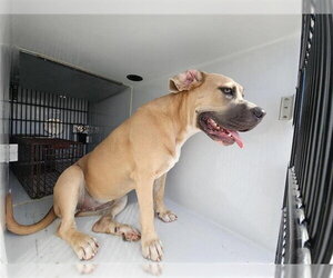 Staffordshire Bull Terrier-Unknown Mix Dogs for adoption in Houston, TX, USA