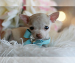 Small #12 Chihuahua