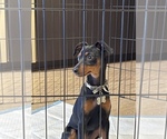 Small Photo #6 Miniature Pinscher Puppy For Sale in LOS ANGELES, CA, USA