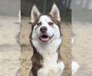 Siberian Husky Dogs for adoption in Matawan, NJ, USA
