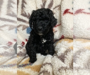 Labradoodle Puppy for Sale in BIGFORK, Montana USA