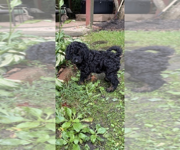 Medium Photo #5 Aussiedoodle Puppy For Sale in ASHEVILLE, NC, USA