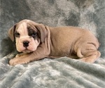 Small Photo #14 Olde English Bulldogge Puppy For Sale in CHETEK, WI, USA