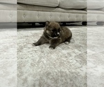 Puppy Puppy 2 Pomeranian