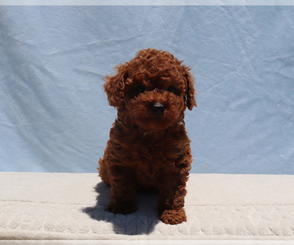 Medium Photo #5 Poodle (Toy) Puppy For Sale in LOS ANGELES, CA, USA