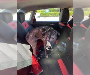 American Staffordshire Terrier Dogs for adoption in Fort Lauderdale, FL, USA