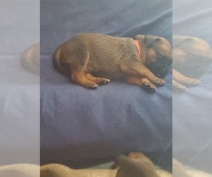 Boxer-Unknown Mix Dogs for adoption in ANDERSON, CA, USA