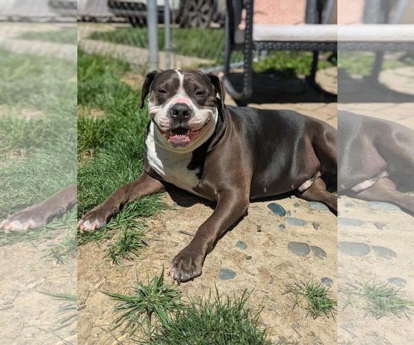 Medium Photo #2 American Bulldog-Staffordshire Bull Terrier Mix Puppy For Sale in Germantown, OH, USA