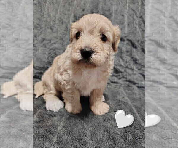 Medium Photo #3 Maltipoo (Miniature) Puppy For Sale in SAN ANTONIO, TX, USA