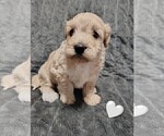 Small #2 Maltipoo (Miniature)