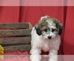 Small #1 Bichpoo