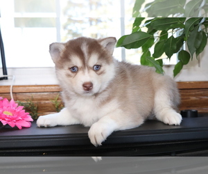 Pomsky Puppy for sale in SHILOH, OH, USA