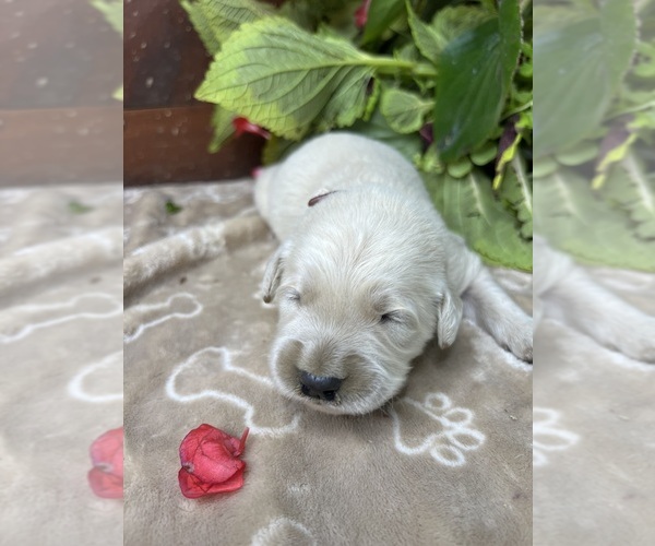 Medium Photo #7 Golden Retriever Puppy For Sale in NEOLA, WV, USA