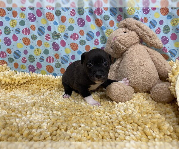 Medium Photo #1 Border Collie-Unknown Mix Puppy For Sale in Modesto, CA, USA