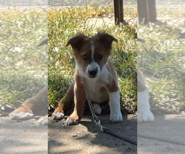 Medium Photo #3 Australian Shepherd-Spaniel Mix Puppy For Sale in Euless, TX, USA