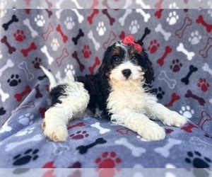 Cavapoo Puppy for sale in LAKELAND, FL, USA