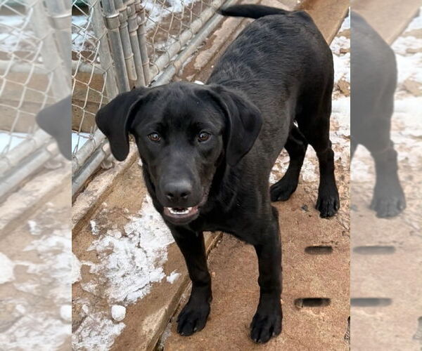 Medium Photo #2 Labrador Retriever-Unknown Mix Puppy For Sale in Canton, CT, USA