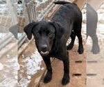 Small #1 Labrador Retriever Mix