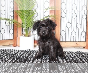Yo-Chon Puppy for sale in NAPLES, FL, USA