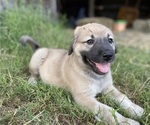 Small Photo #6 Anatolian Shepherd Puppy For Sale in ROBSTOWN, TX, USA