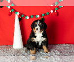 Puppy Bella Bernese Mountain Dog