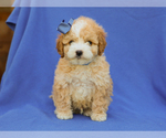 Small #2 Cavapoo (Miniature)