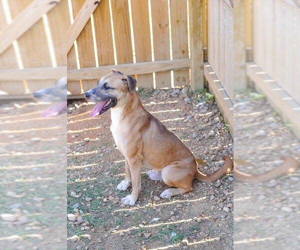 Medium Photo #3 Labrador Retriever Puppy For Sale in Jackson, MS, USA