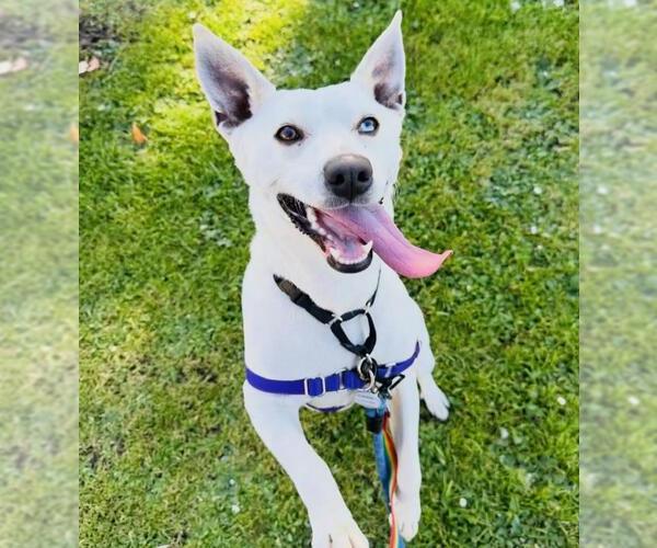 Medium Photo #2 Texas Heeler Puppy For Sale in Santa Barbara, CA, USA