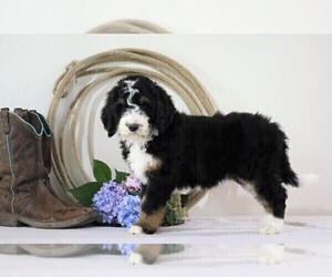Bernedoodle Puppy for sale in FREDERICKSBG, OH, USA