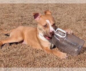 Marley - Male Mutt Dog for Adoption - Photo #15