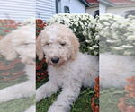 Puppy Brown Goldendoodle