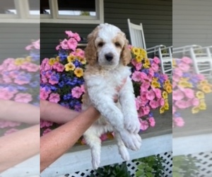 Poodle (Standard) Puppy for sale in GALION, OH, USA