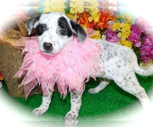 Australian Cattle Dog-Rat Terrier Mix Puppy for sale in HAMMOND, IN, USA