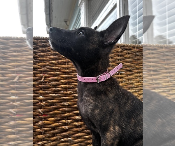 Medium Photo #15 Dutch Shepherd Dog Puppy For Sale in COMMERCE, GA, USA
