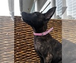 Small #14 Dutch Shepherd Dog
