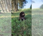 Small #1 Cocker Spaniel